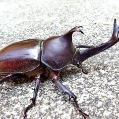カブトムシ