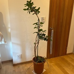 フランスゴムの木とオリヅルラン