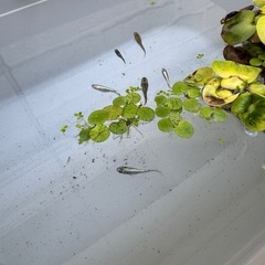 🐟すぐに始められる！簡単メダカ飼育セット【初心者向け／手渡し歓迎】の画像