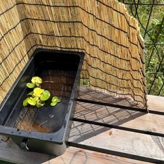 🐟すぐに始められる！簡単メダカ飼育セット【初心者向け／手渡し歓迎】の画像