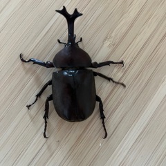 カブトムシ♂オス（自宅飼育）の画像