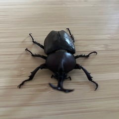 カブトムシ♂オス（自宅飼育）の画像