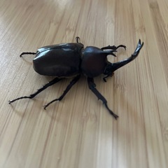 カブトムシ♂オス（自宅飼育）の画像