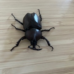 カブトムシ♂オス（自宅飼育）の画像