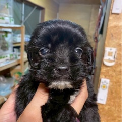 キャバプー　ミックス犬　6万円でお迎え可能🉑
