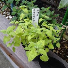 ネペタライムライトポット苗6月２１日写真更新の画像