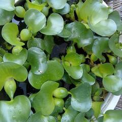 メダカの水草 ホテイ草 3株 100円