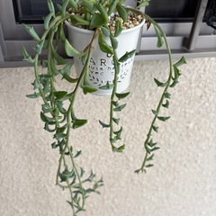 多肉🌱の画像