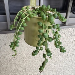 多肉🌱の画像