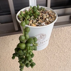 多肉🌱の画像