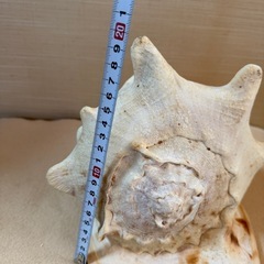 天然貝殻 トウカムリ 特大 約25cm 置物