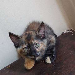 野良猫の子どもの里親募集します。