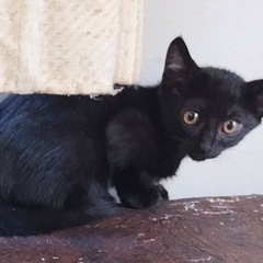 野良猫の子どもの里親募集します。 - 前橋市