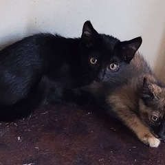 野良猫の子どもの里親募集します。 - 猫