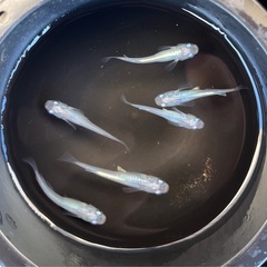 しずく② めだか