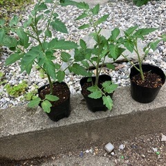 【夏植え！】とまと3本セット