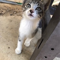 迷い猫、もらってください、