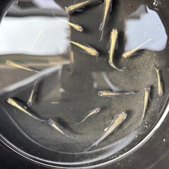 めだか　メダカ　極みブラック　　　の画像