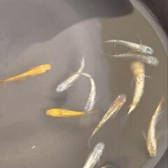 【メダカの無人販売】　名東区梅森坂の画像