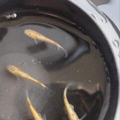 【メダカの無人販売】　名東区梅森坂の画像