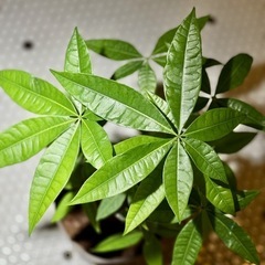 観葉植物　パキラ　高さ85cm　8号の鉢付きの画像