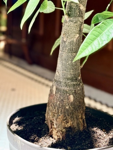 観葉植物　パキラ　高さ85cm　8号の鉢付き