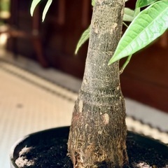 観葉植物　パキラ　高さ85cm　8号の鉢付きの画像