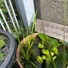 めだか飼育器7