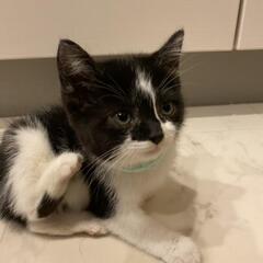 5にゃんず　黒白　おんなのこ③