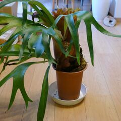 ビカクシダ（コウモリラン）の寄せ植えですの画像