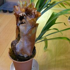 ビカクシダ（コウモリラン）の寄せ植えですの画像