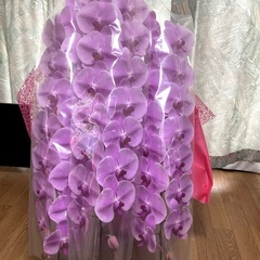 胡蝶蘭