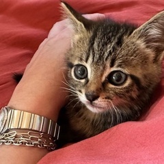 キジトラの甘えん坊なかわいい男の子です　1ヶ月半