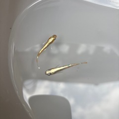 朱光菊メダカ①の画像