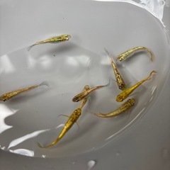 ヒミツヘイキメダカの画像