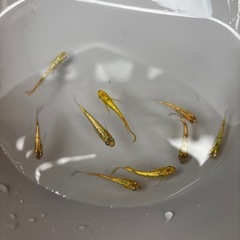 ヒミツヘイキメダカの画像