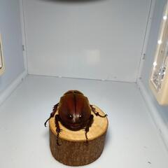 カブトムシ　WD♂とブリード♀のペアの画像