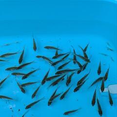 鮒稚魚・フナ稚魚