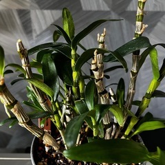 ✨🉐✨【観葉植物】✨お得✨育てて頂ける方に❗️洋ランデンドロビウム、エンジェルベイビーグリーン愛（アートストーン鉢付き）　 　の画像