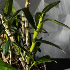 ✨🉐✨【観葉植物】✨お得✨育てて頂ける方に❗️洋ランデンドロビウム、エンジェルベイビーグリーン愛（アートストーン鉢付き）　 　の画像