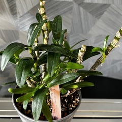 ✨🉐✨【観葉植物】✨お得✨育てて頂ける方に❗️洋ランデンドロビウム、エンジェルベイビーグリーン愛（アートストーン鉢付き）　 　の画像