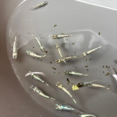 レックウザメダカの画像
