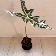 観葉植物　アロカシアノビリス