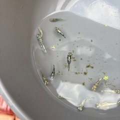 黒衣メダカの画像