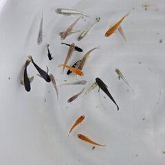 おまかせMIXメダカ　10+αの画像