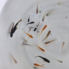 おまかせMIXメダカ　10+αの画像