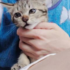コクシジウム駆除薬2回とも終わりました　ブラウンクラシックタビー　オス　生後2ヶ月半ほど　慣らし中ですが、抱っこしたり撫で撫でできます - 伊勢市