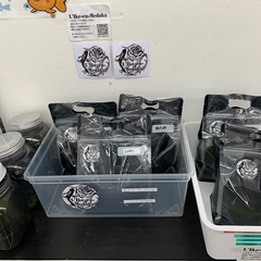 宇部新鮮館厚南店　メダカ　めだか