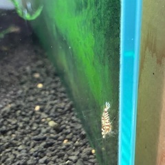 タイガーシュリンプ　太極