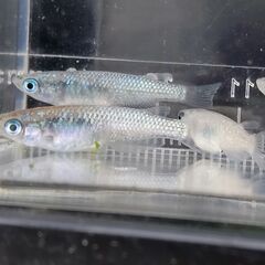 【完売】【サービス価格】メダカ サファイア 4匹セット 1000⇒500円 【無人販売】の画像